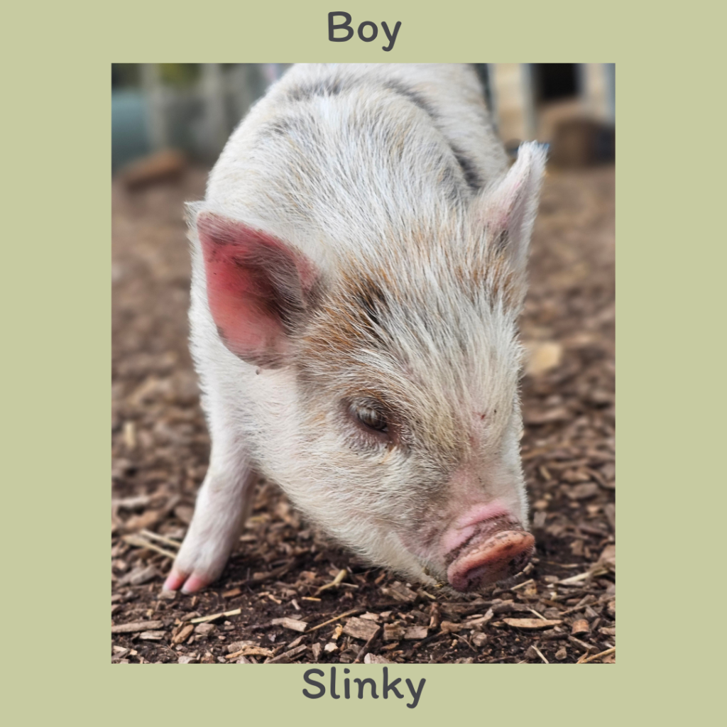 4. Slinky - Boy