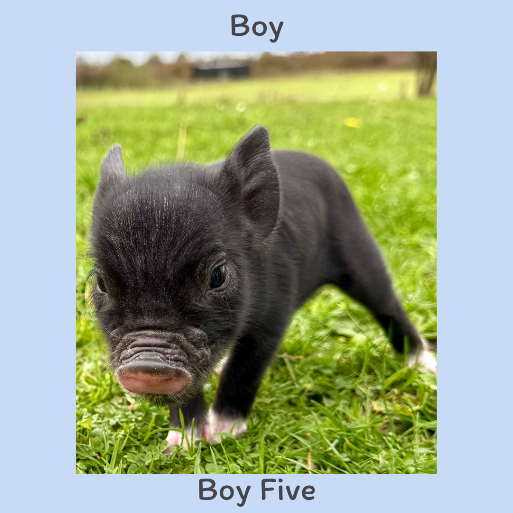 5. Boy - FJ