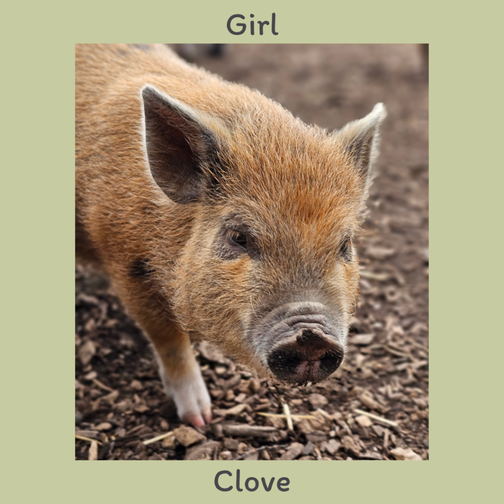 Girl 3