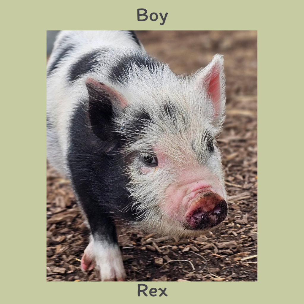 Boy 4