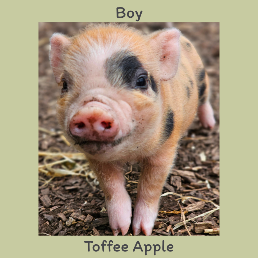 Boy 2