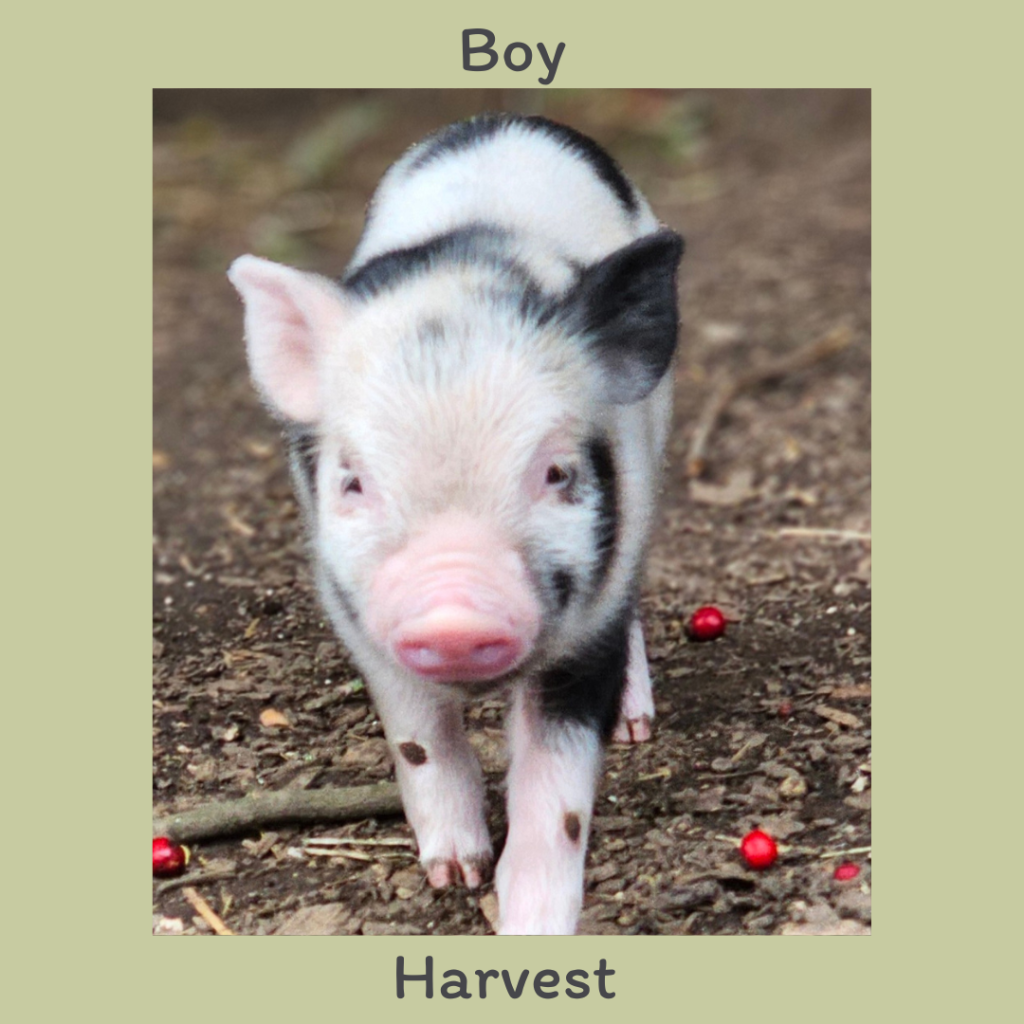 Boy 4