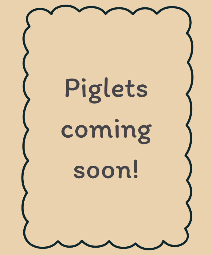 Piglet Website template
