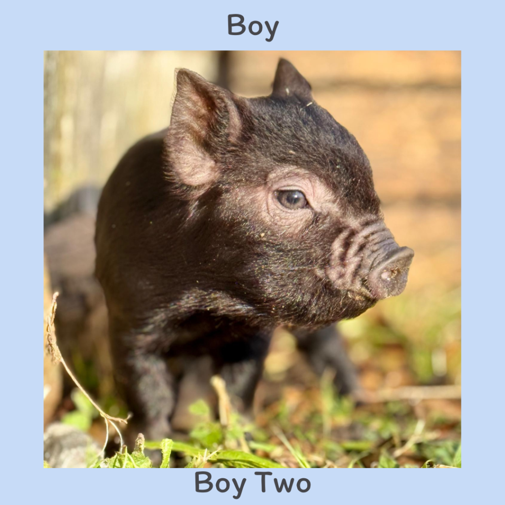 Boy 2