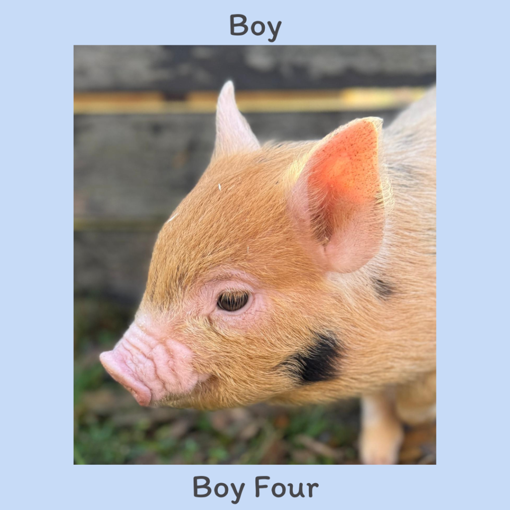 Boy 4