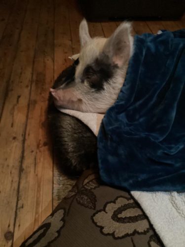 Lula_Rocco_Micro_Pigs
